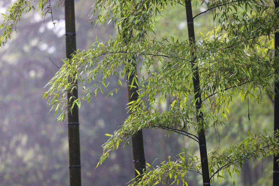 2015932049923166208.jpg 图片