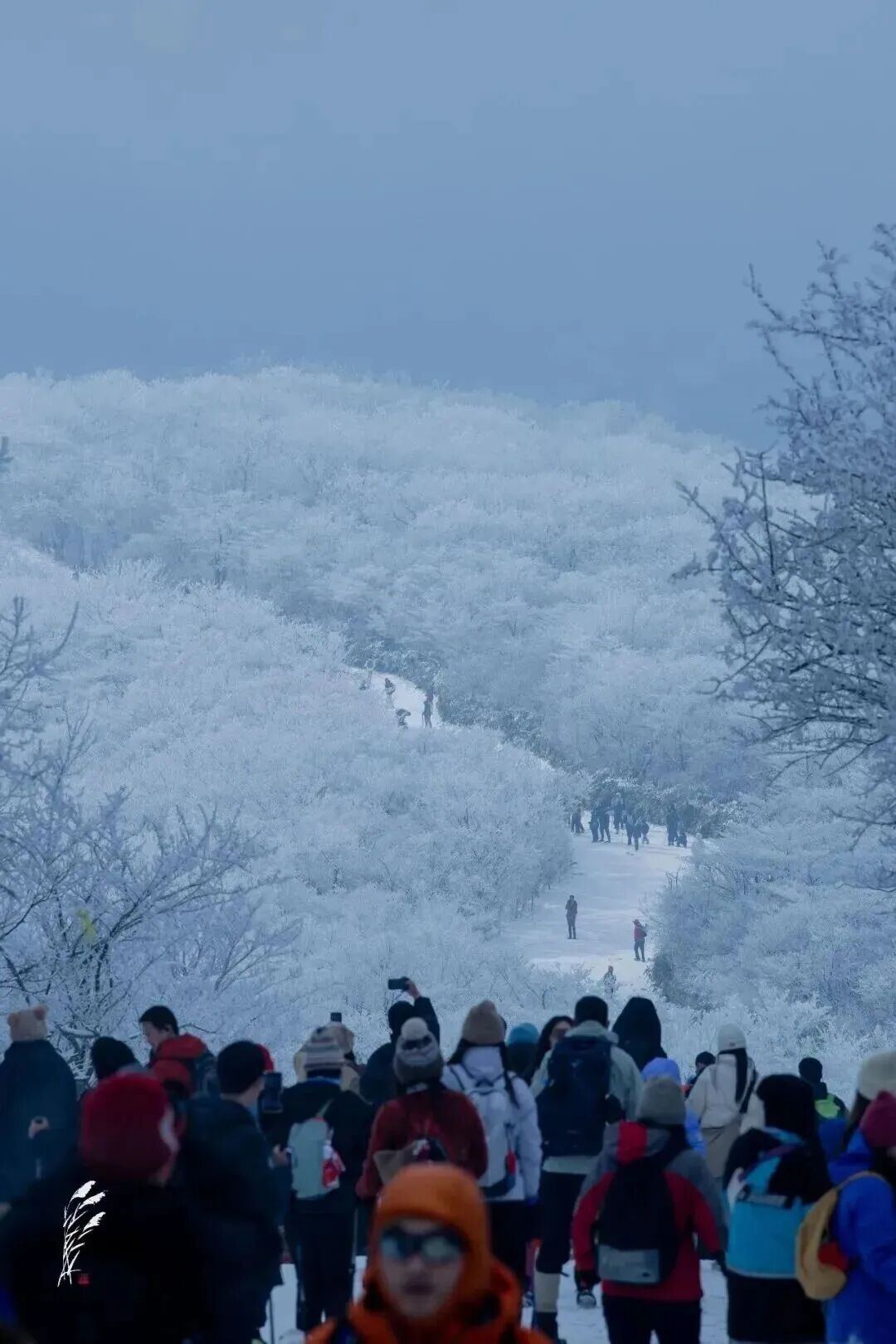 2017439679598481408.jpg 图片