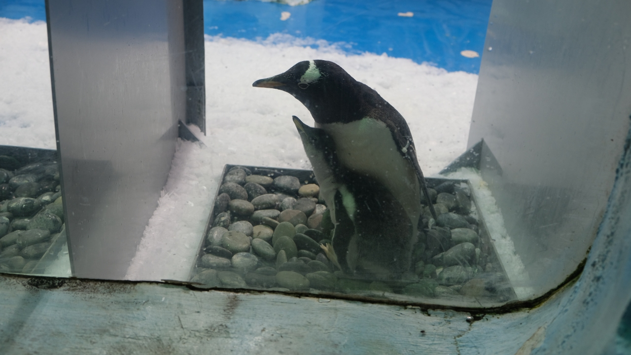 呆萌可爱，首只“温州户籍”的企鹅宝宝已出生