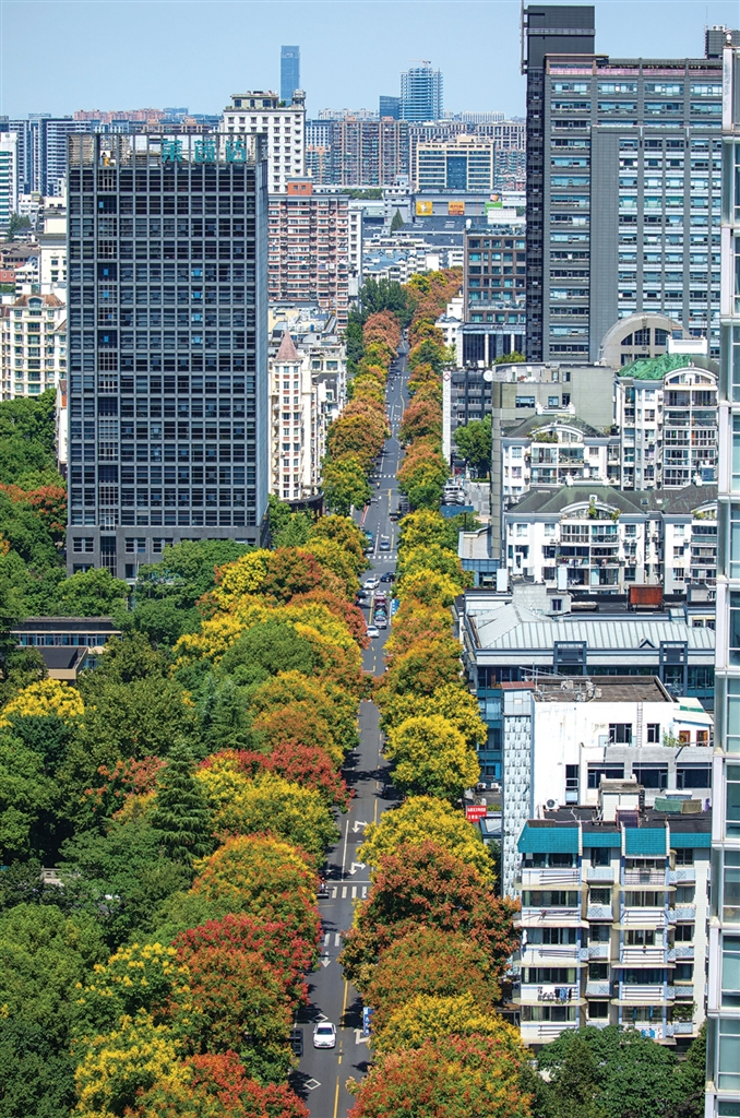 万塘路,黄山栾树的黄花、红果、绿叶三色交织,多彩斑斓。
