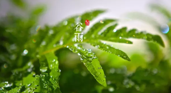 谷雨，春季的最后一个节气来了